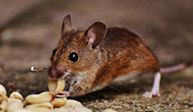 24 Hour & Emergency Exterminators in Madison, TN